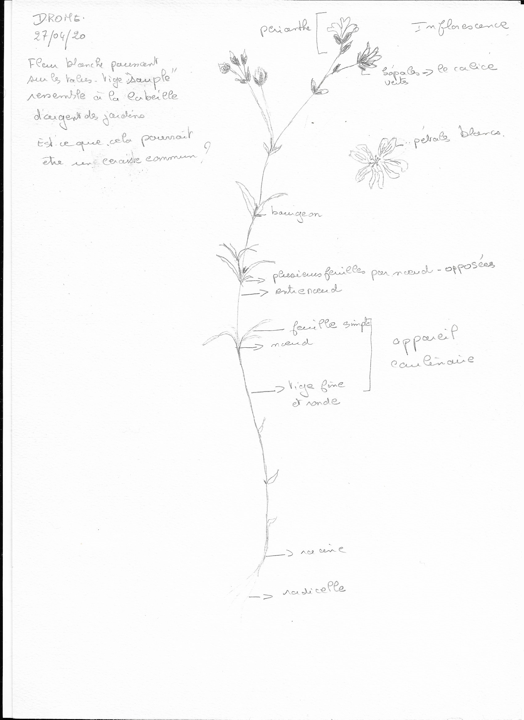 Annexe Botanique Mooc 001.jpg