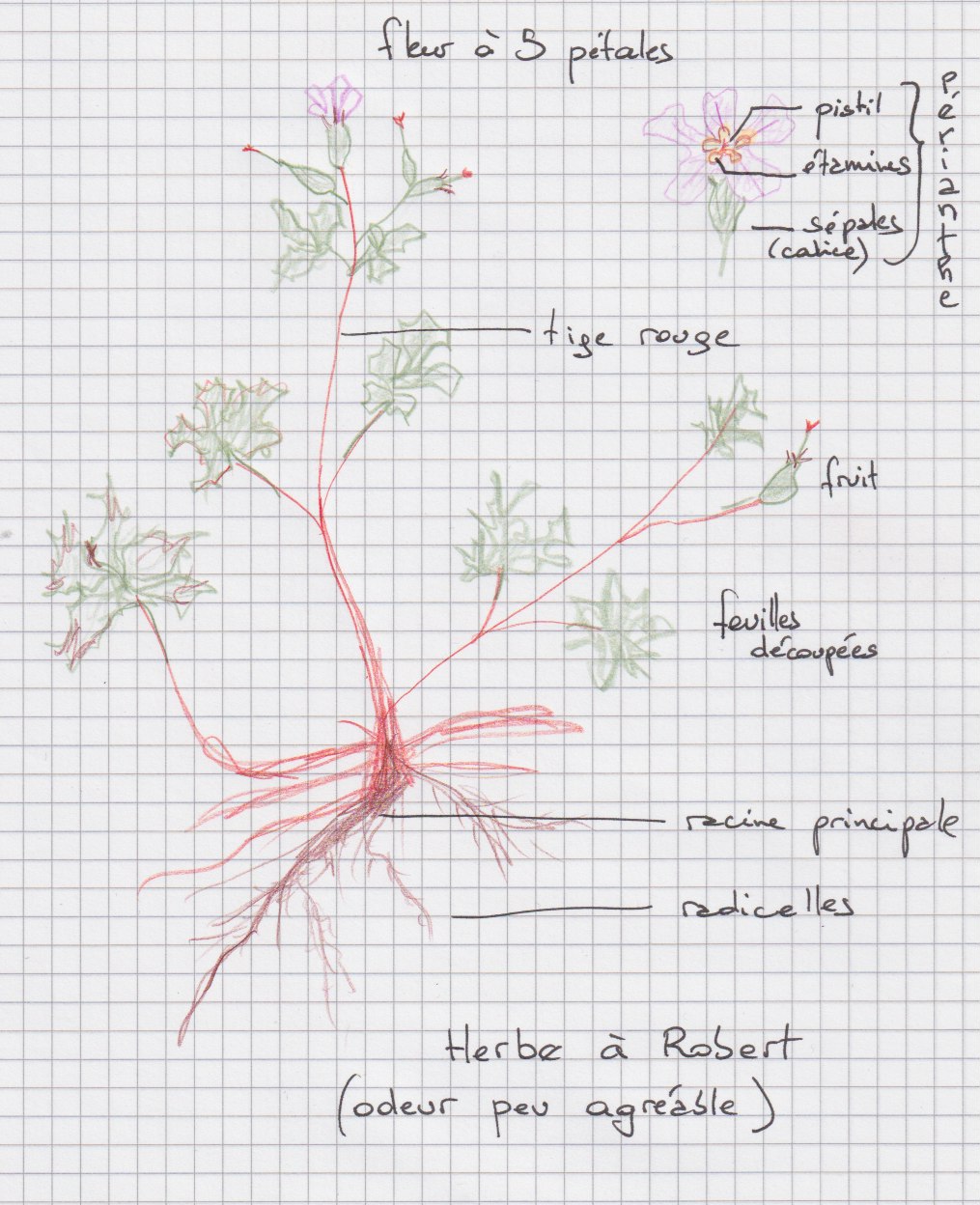 Annexe herbe à Robert.jpeg
