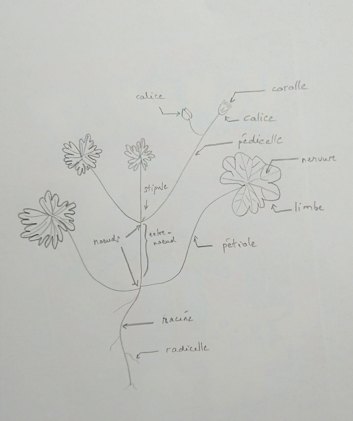 Annexe plante dessinée.jpg