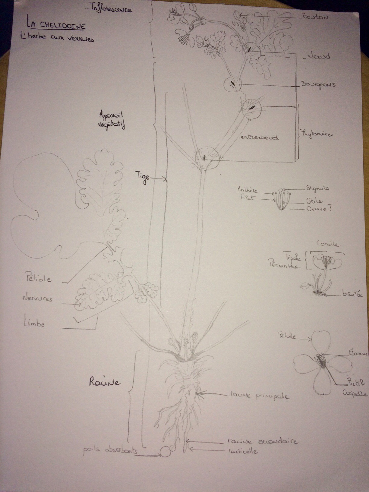 Annexe BC0E71BA-6F8B-4214-9571-0141AD2C74F1.jpeg