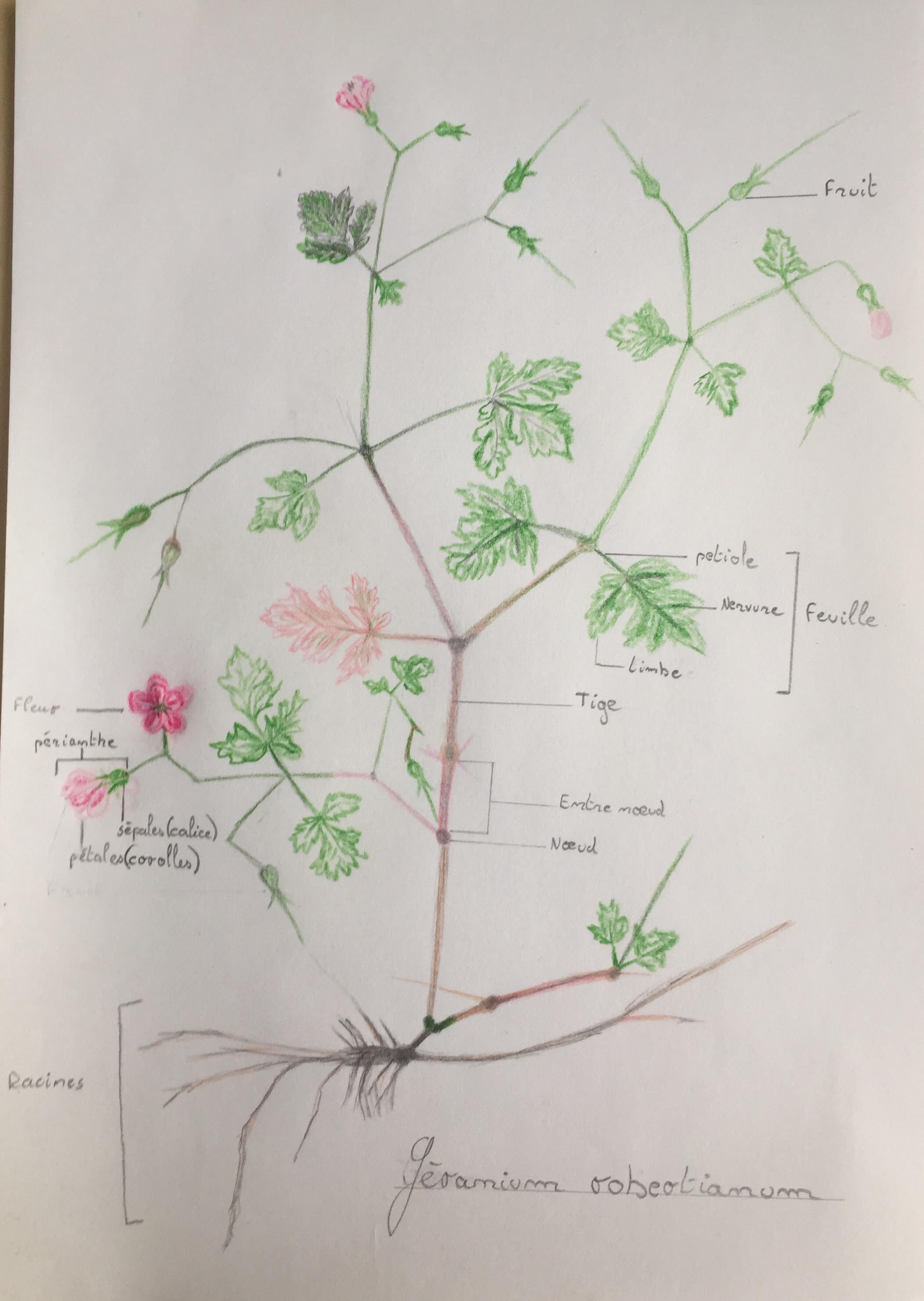 Annexe geranium robertarium.jpg