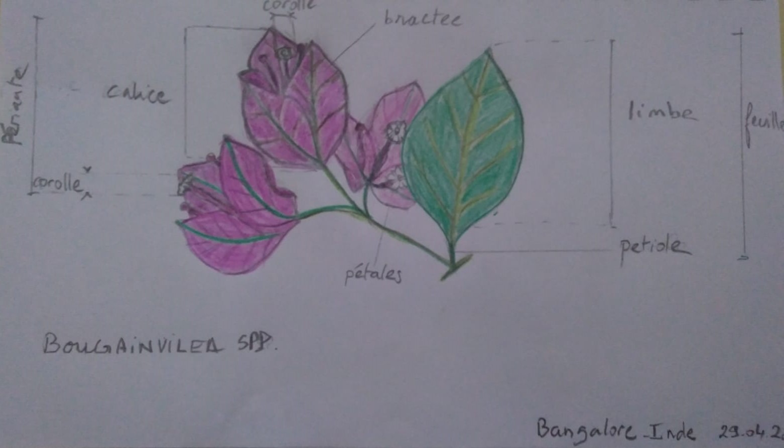 Annexe Dessin bougainvillier fleur.jpg