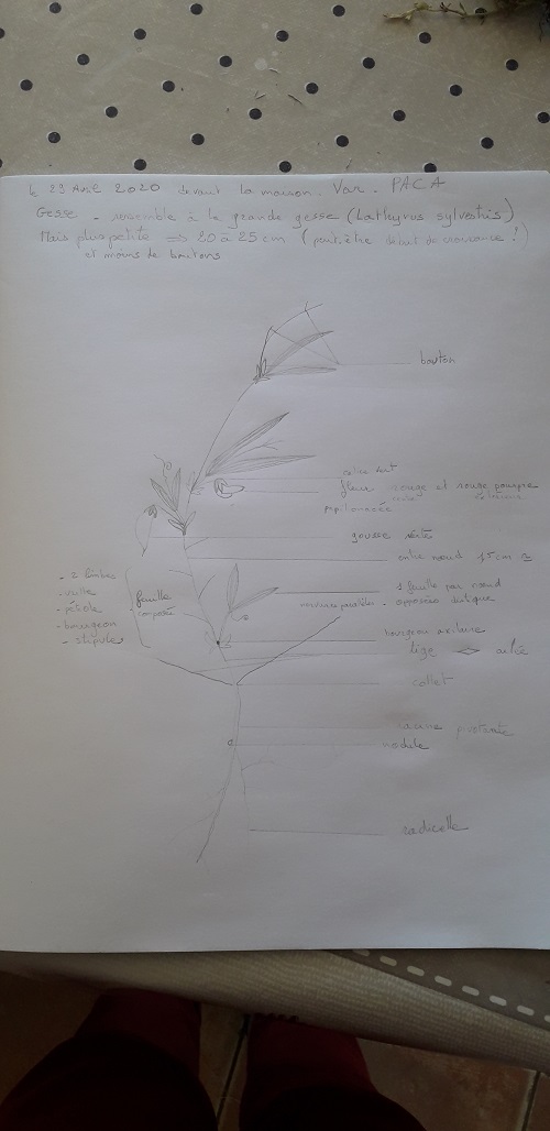 Annexe dessin gesse.jpg