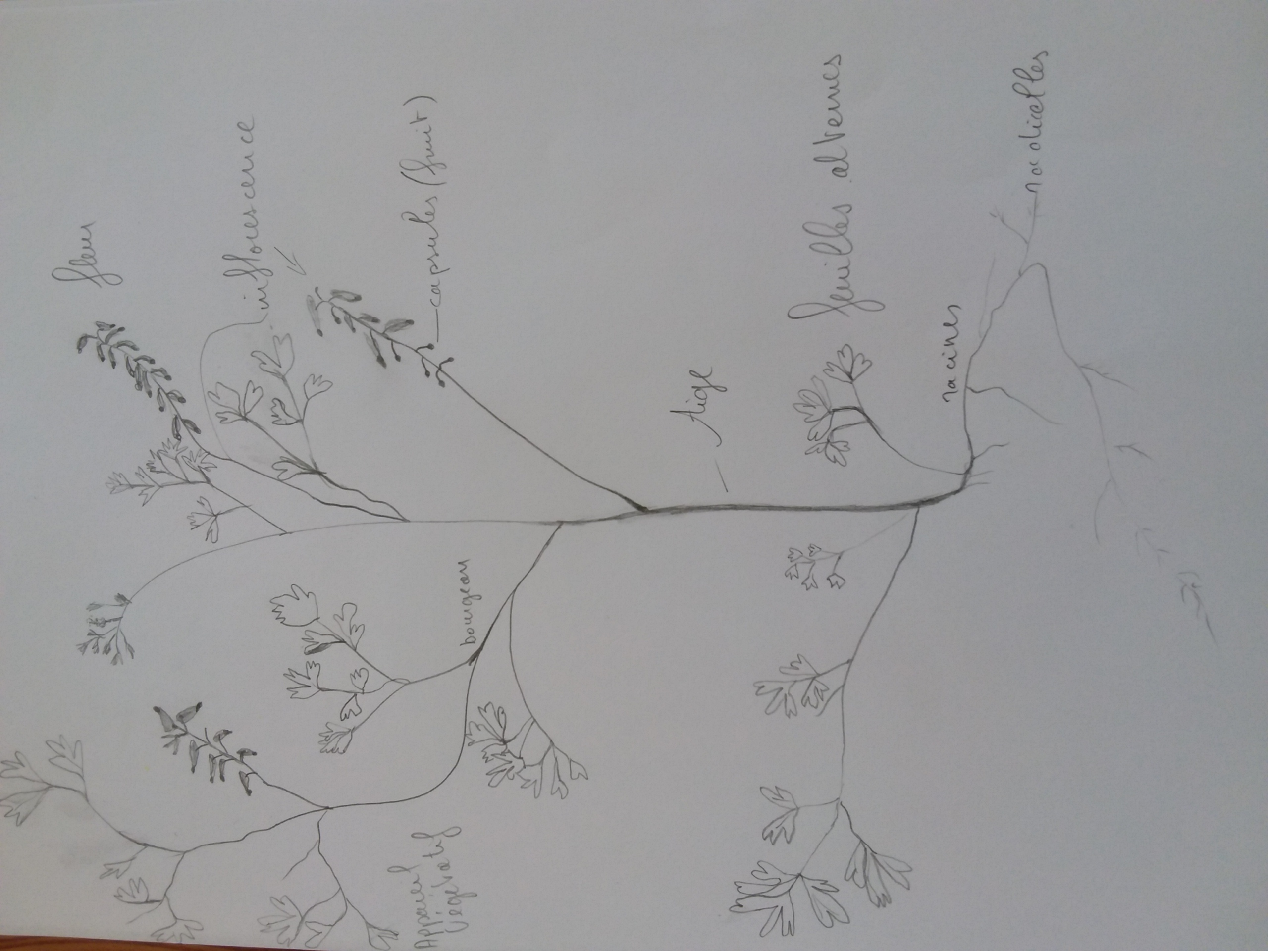 Annexe 1588175999678911549130.jpg