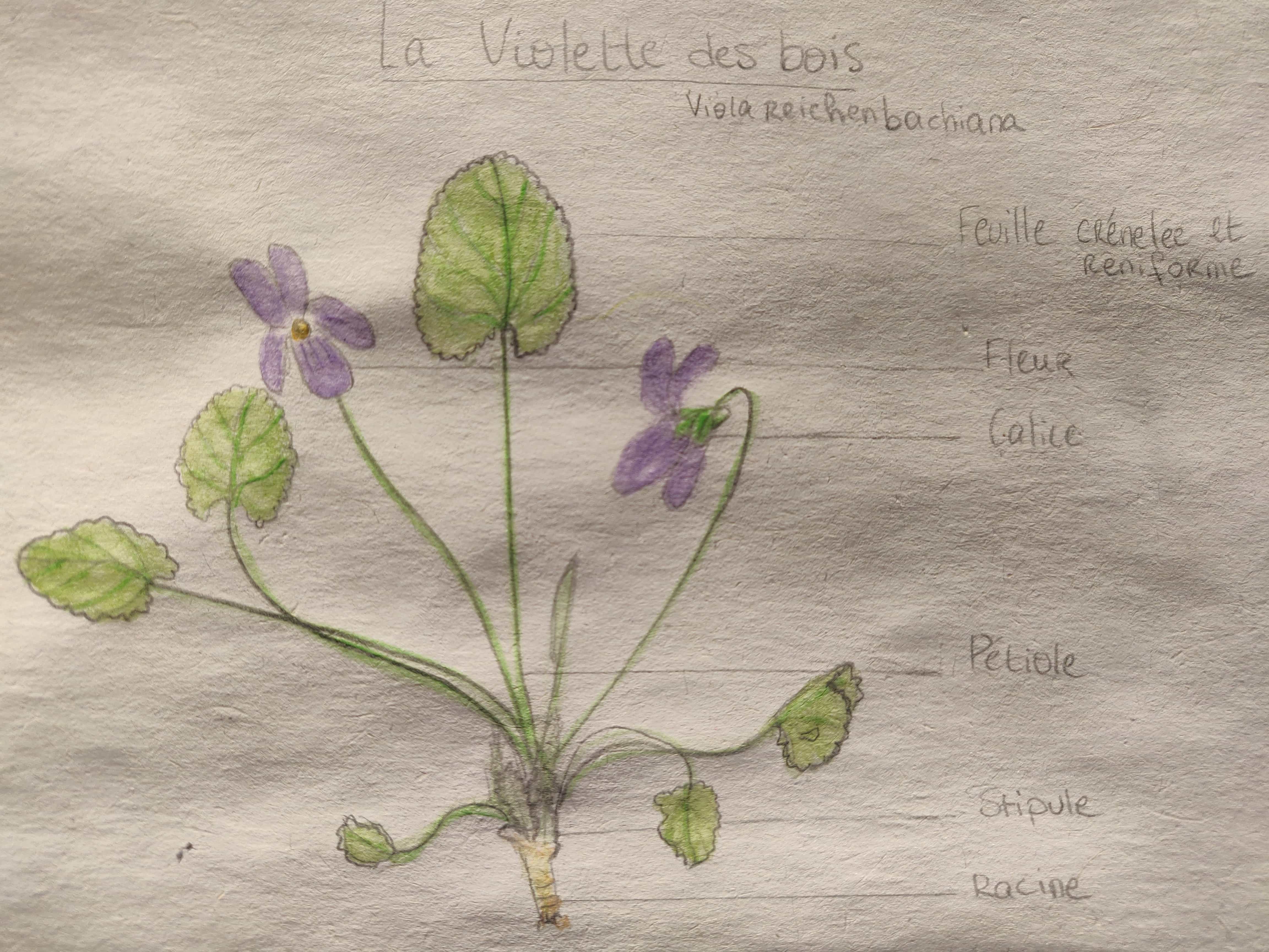 Annexe IMG_20200409_190052__01-min (1).jpg