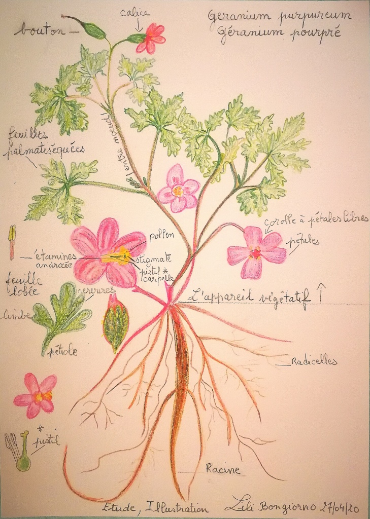 Annexe Etude Géranium pourpré Lili Bongiorno.jpg