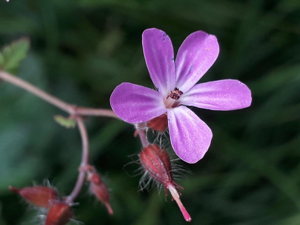 Annexe Géranium pourpré.jpg