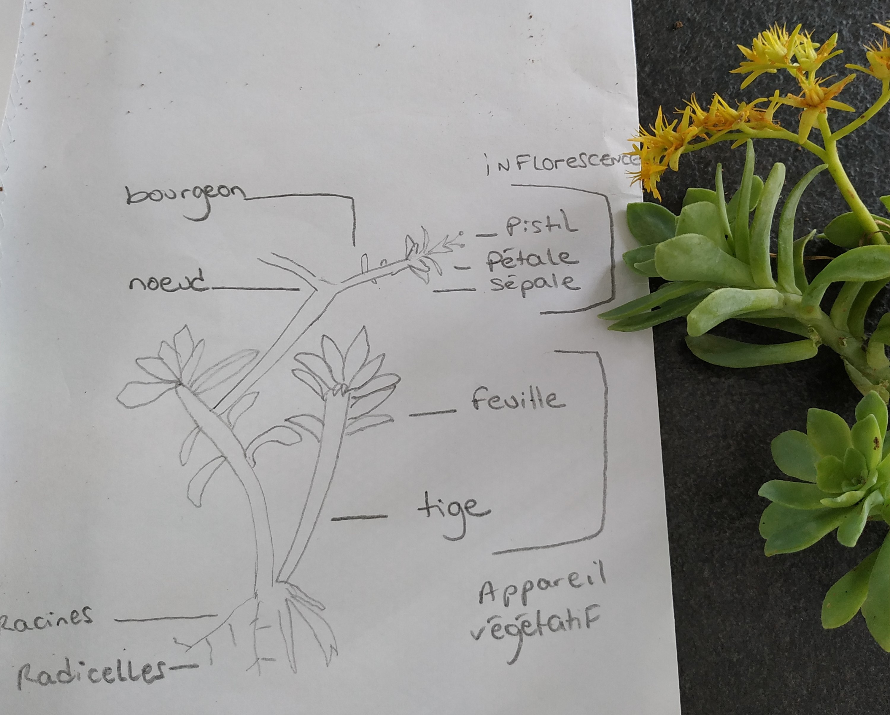 Annexe IMG_20200430_144634.jpg