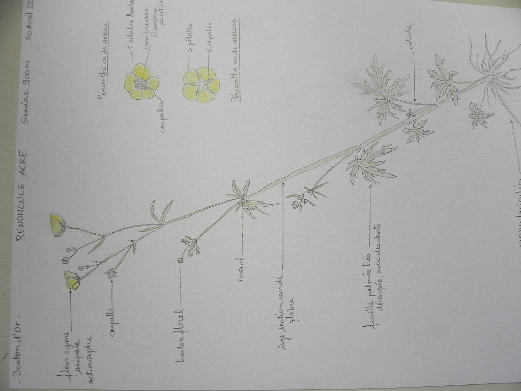 Annexe Renoncule bouton dor.JPG