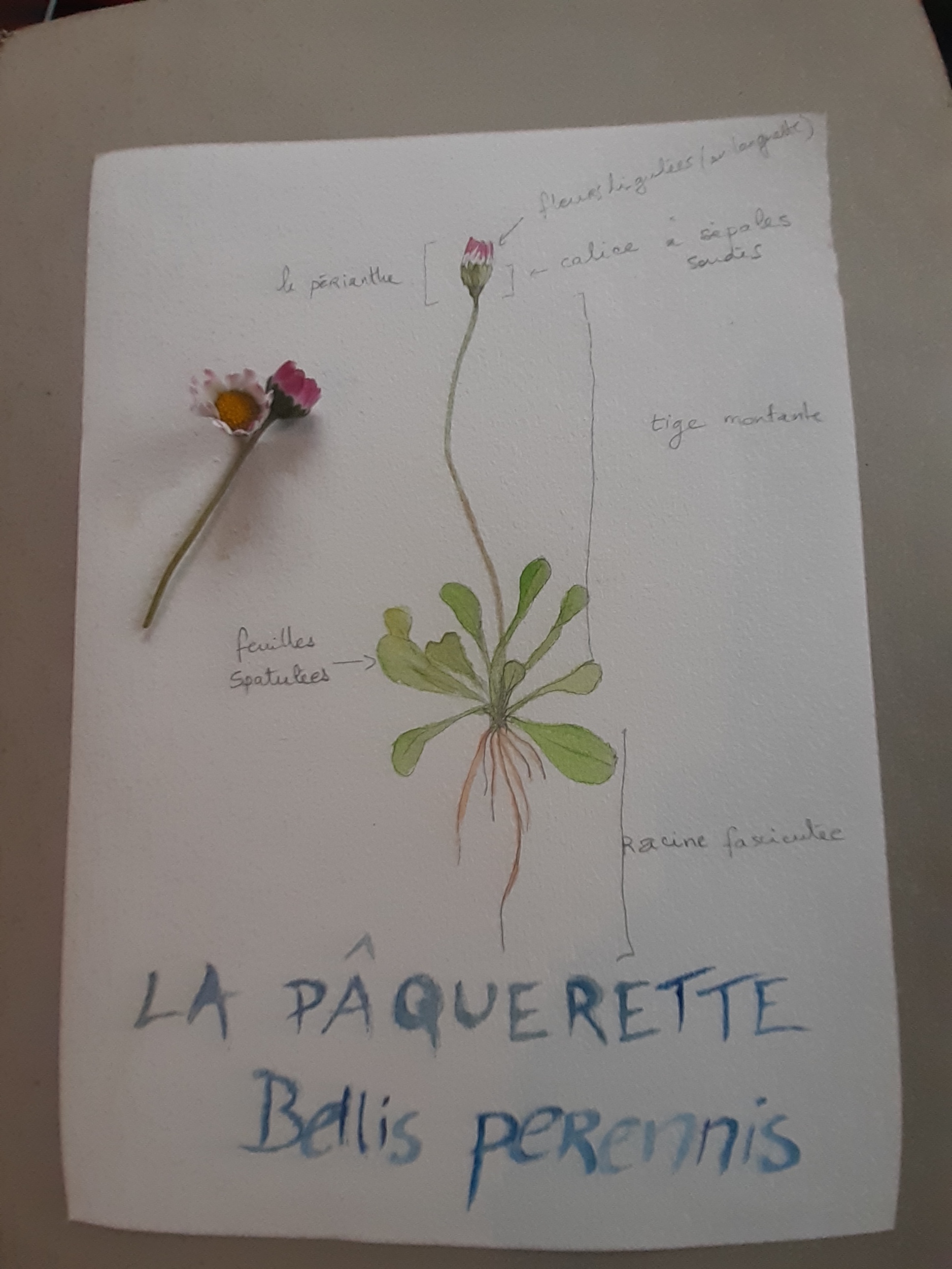 Annexe paquerette.jpg