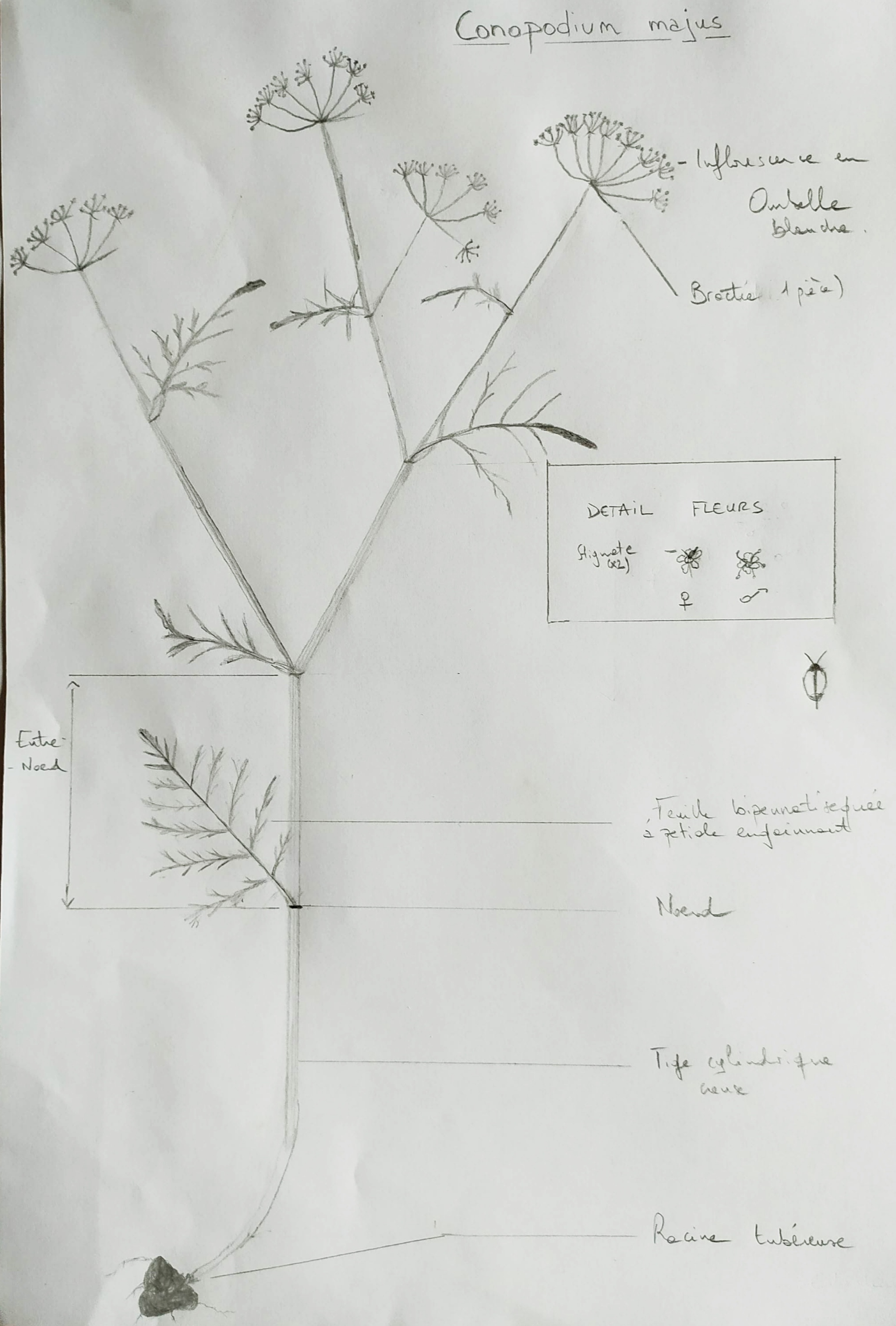 Annexe IMG_20200430_182618.jpg