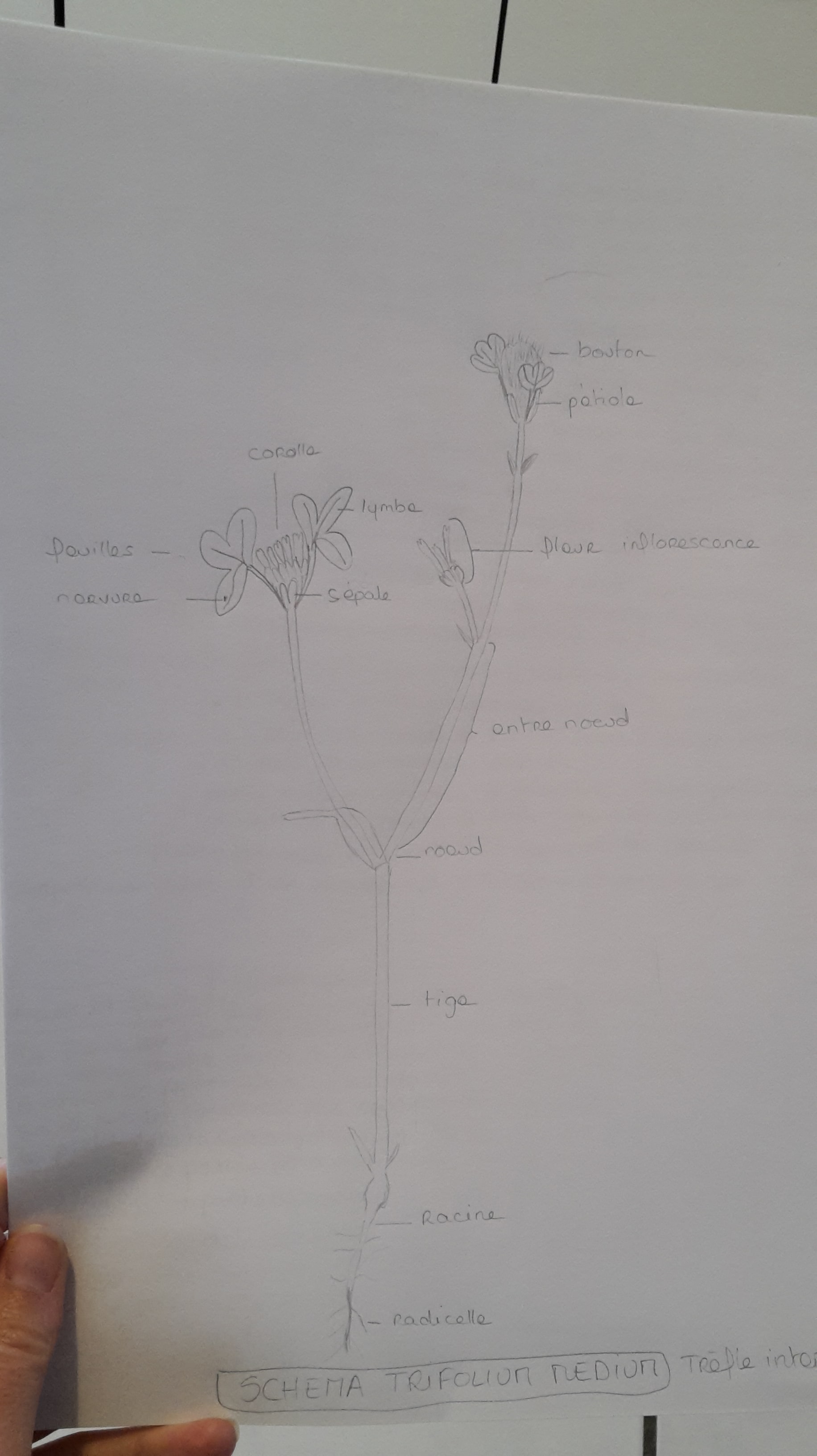 Annexe schéma trèfle-min.jpg