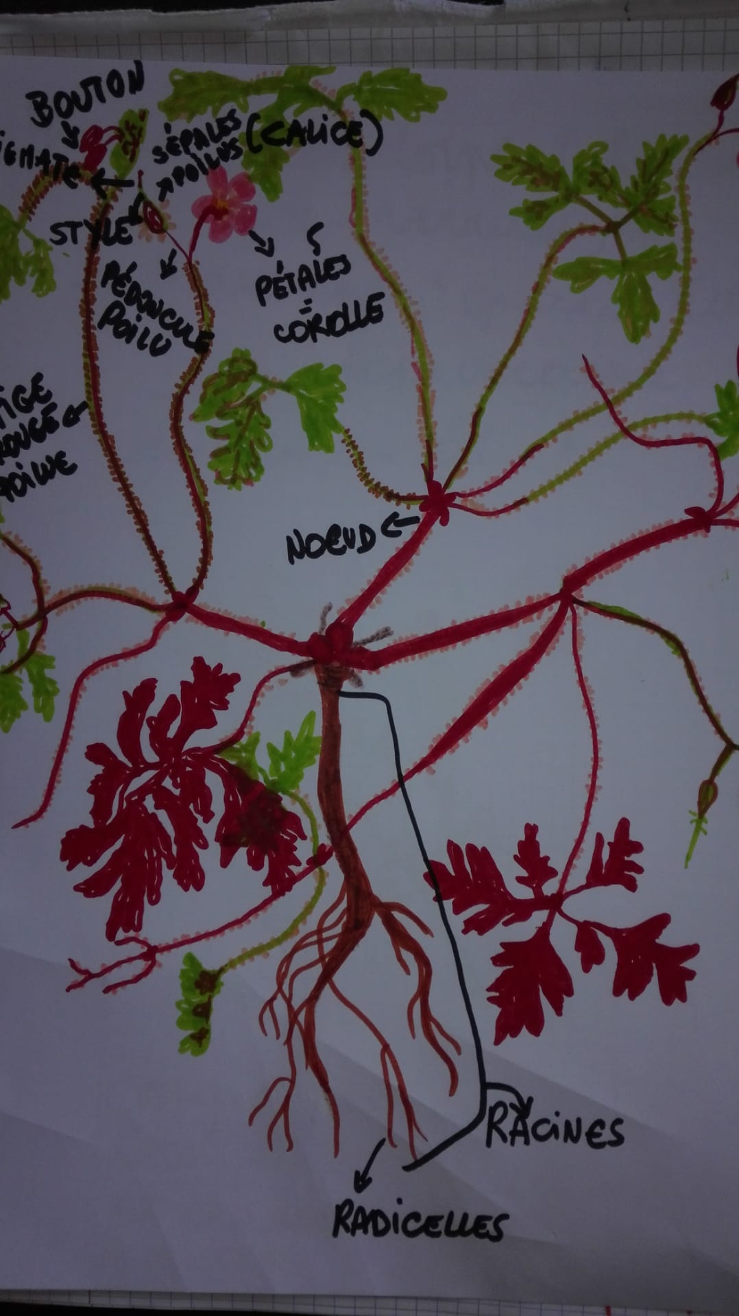 Annexe herbe à Robert dessin.jpeg