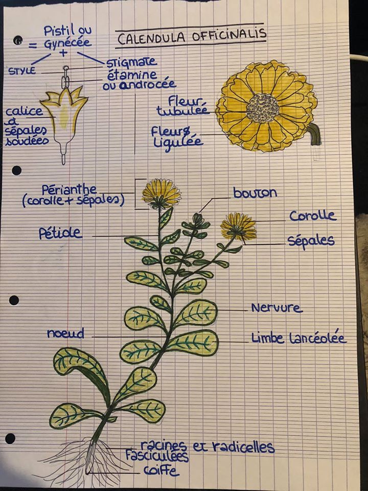 Annexe 95484826_10223816251253462_2842160209734926336_o.jpg