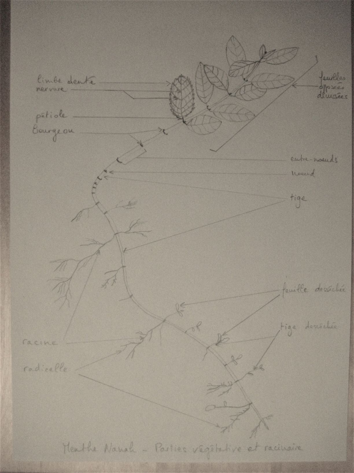 Annexe IMG_8133_envoi2.jpg