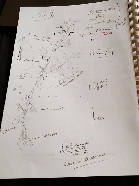 Annexe IMG_20200501_153614mooc dessin seq2 (480x640).jpg