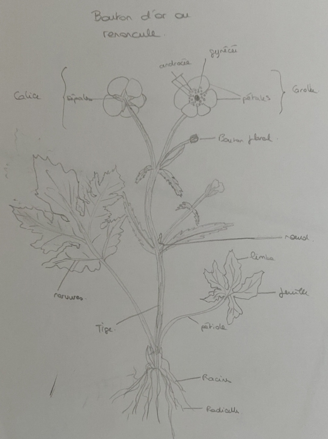 Annexe Renoncule.jpg