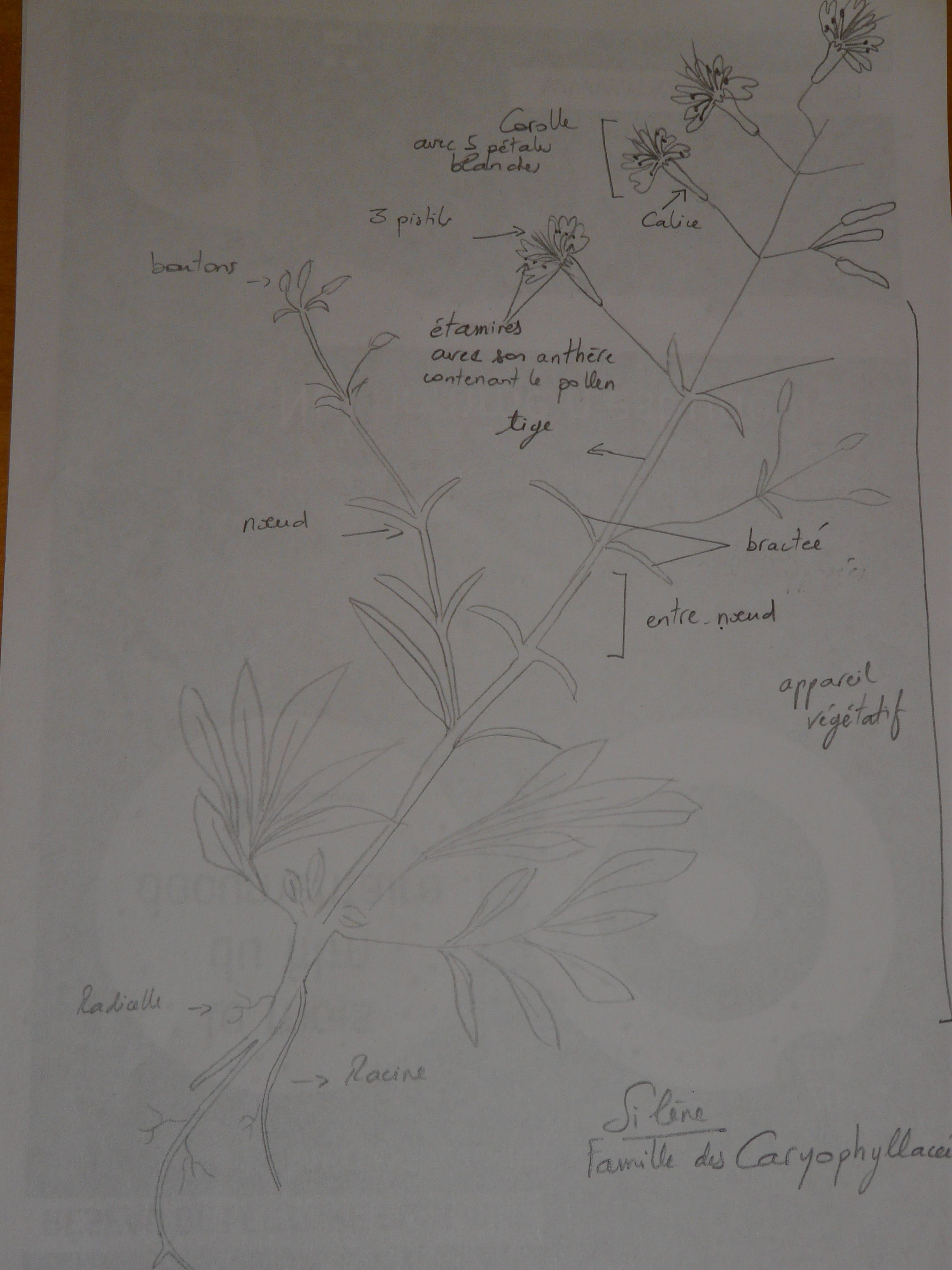 Annexe dessin silene.jpg