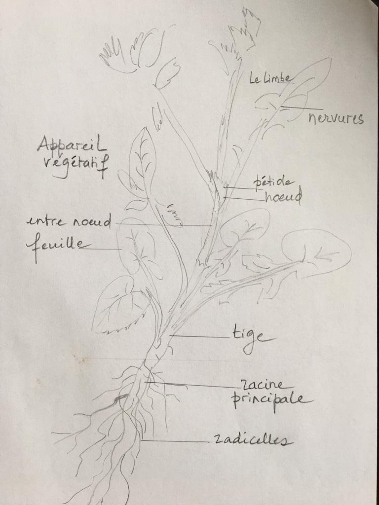 Annexe laiteron olerace.jpeg