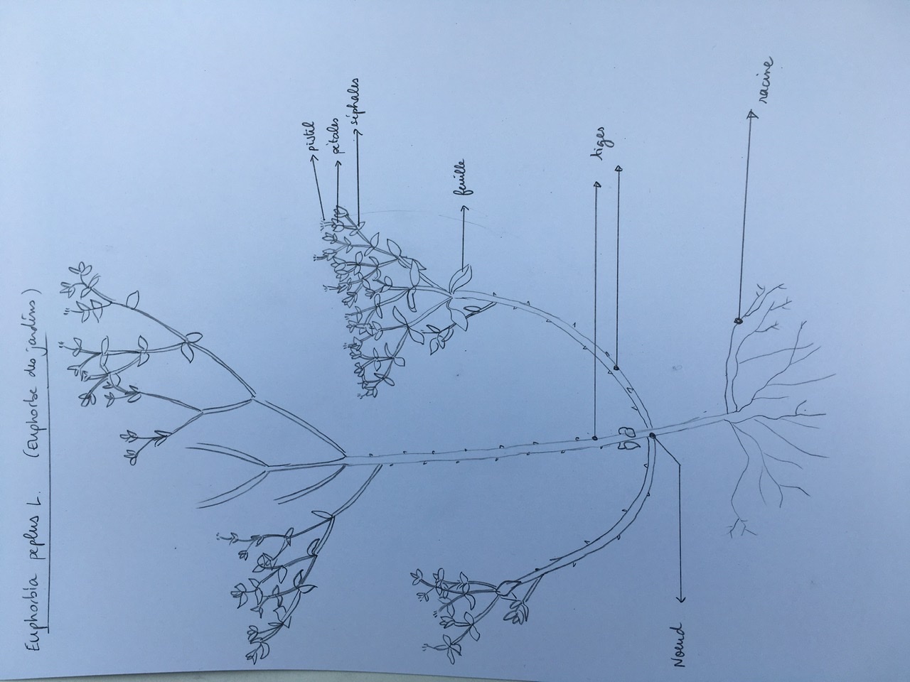 Annexe Euphorbia peplus L. .jpeg