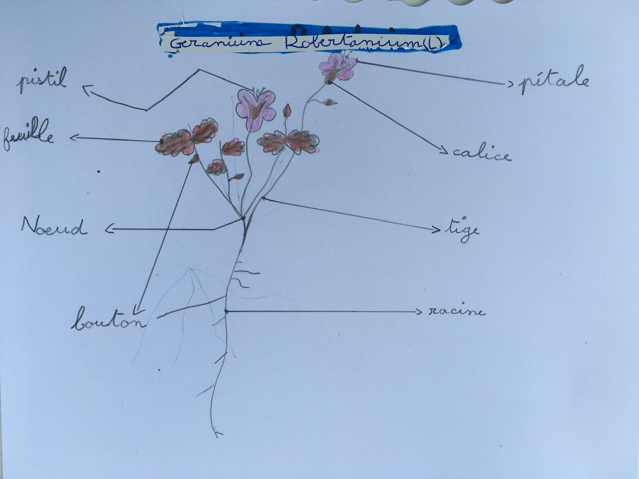 Annexe Geranium Robertanium L.jpeg