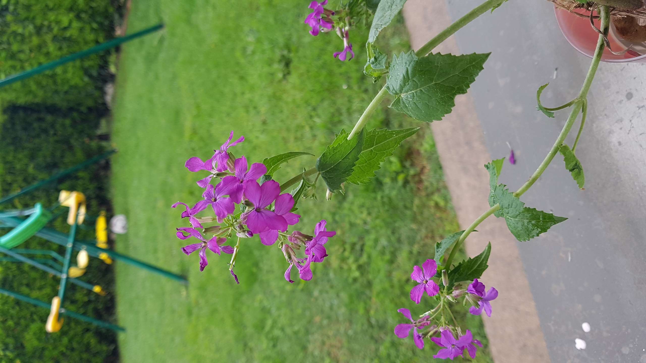 Annexe Photo du 30-04-20-1.jpg