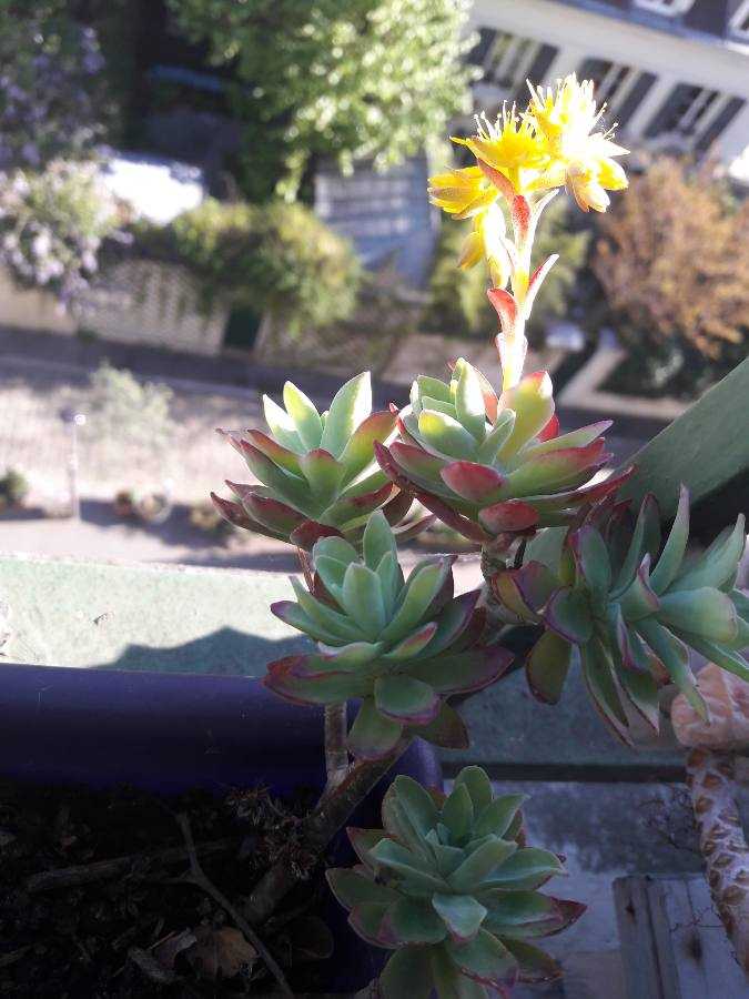 Annexe Sedum Palmeri 2020.JPEG