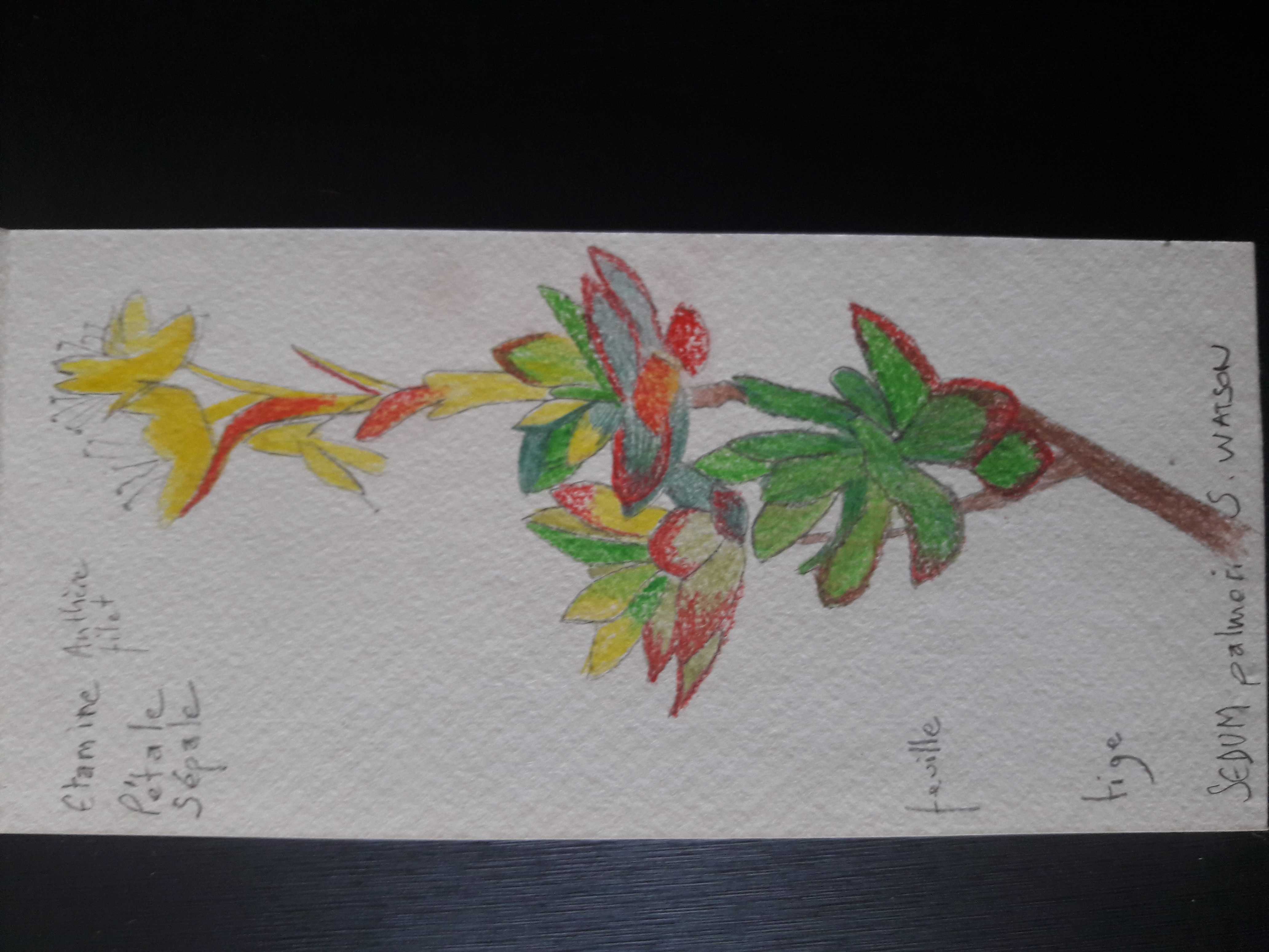 Annexe Sedum palmeri 2020.jpg