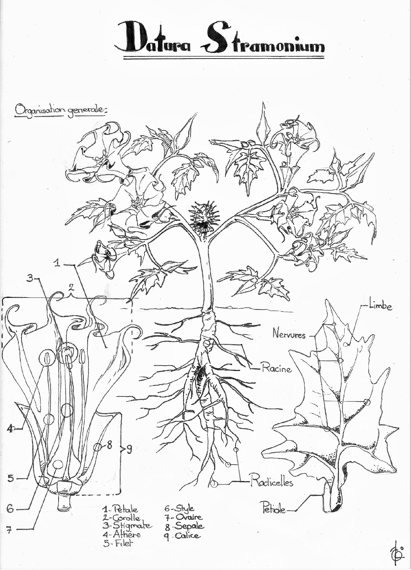 Annexe Datura Stramonium.jpg
