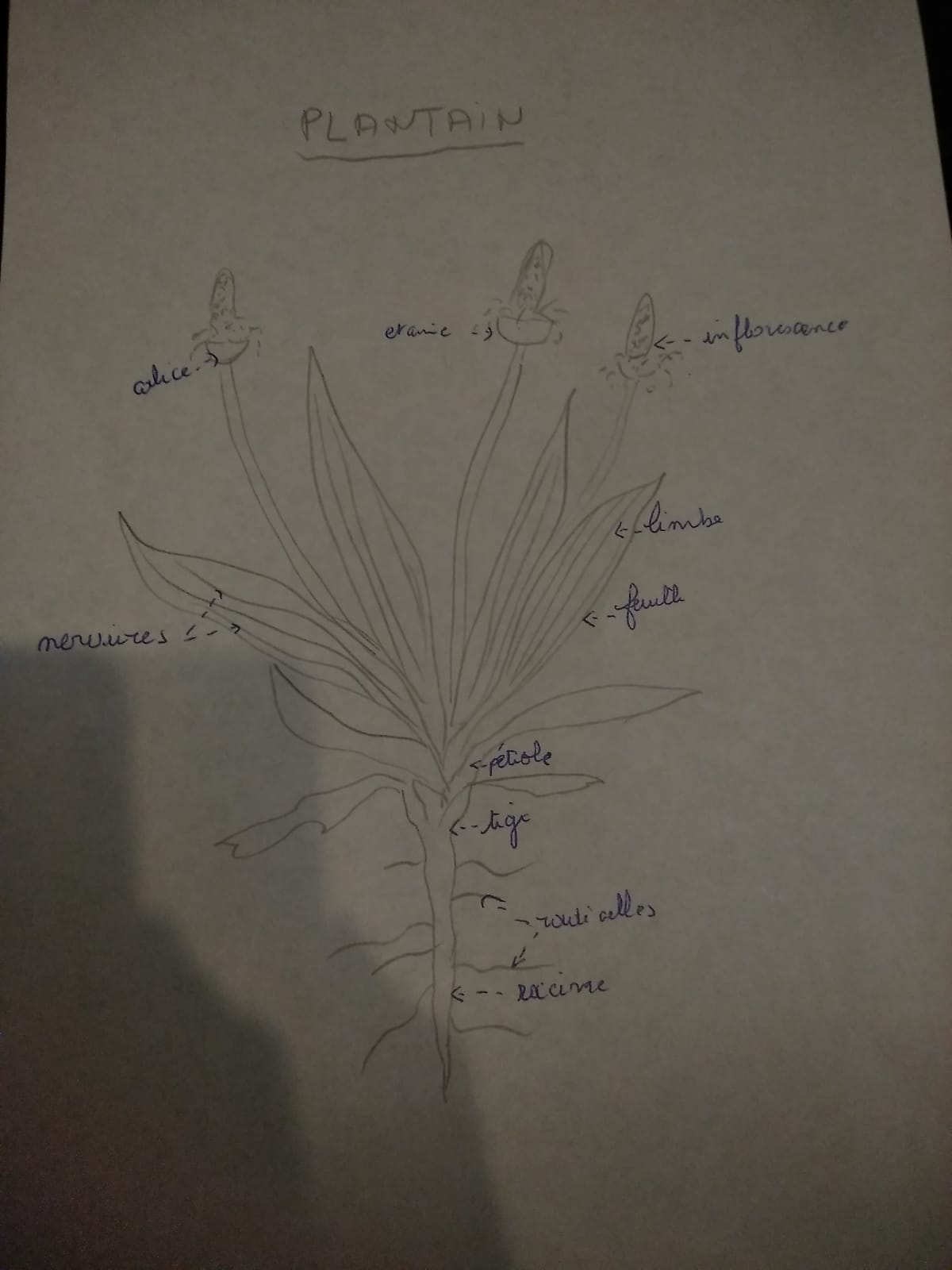 Annexe IMG-20200502-WA0002.jpg