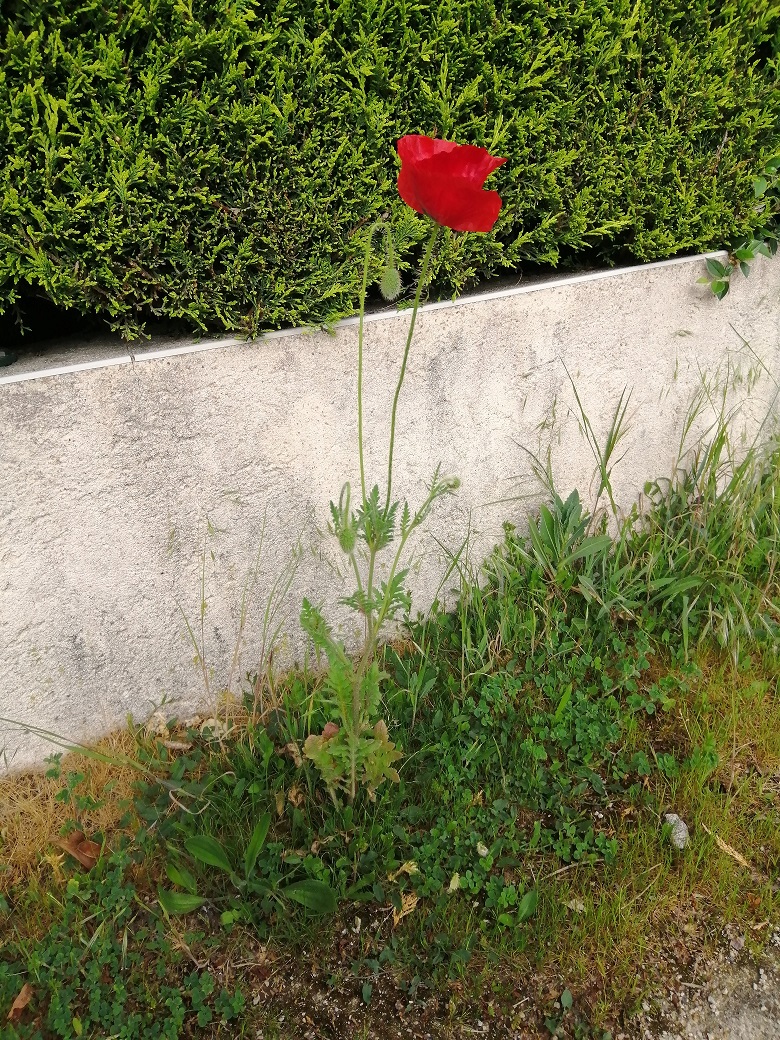 Annexe IMG_20200425_181714_redim.jpg