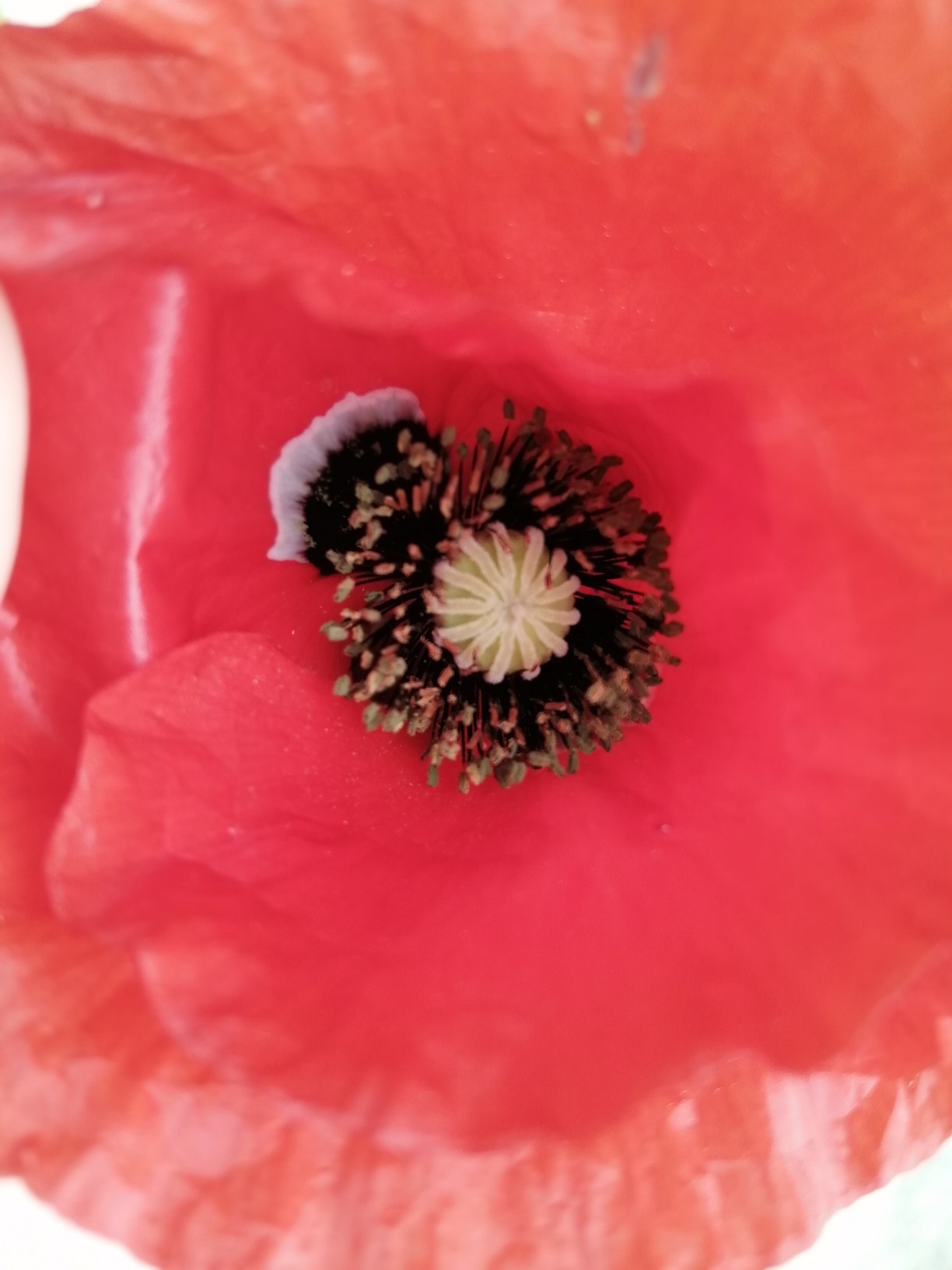 Annexe IMG_20200425_182033_redim.jpg