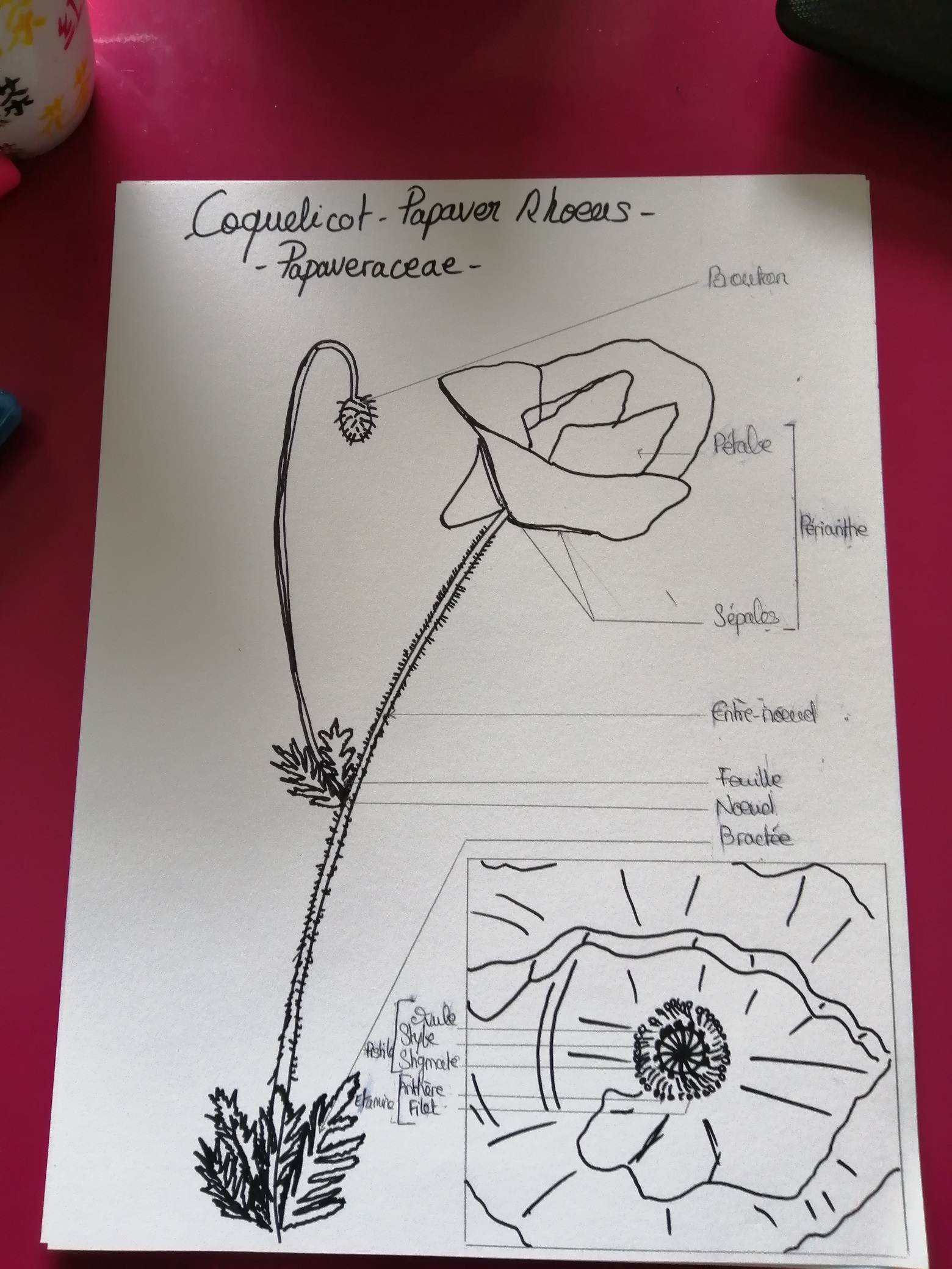 Annexe IMG_20200502_174429-redim.jpg