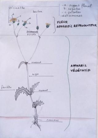 Annexe bot dessin épervière.jpg