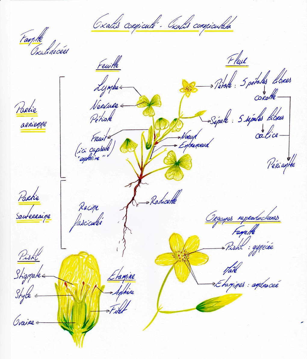 Annexe Dessin Oxalis p.jpg