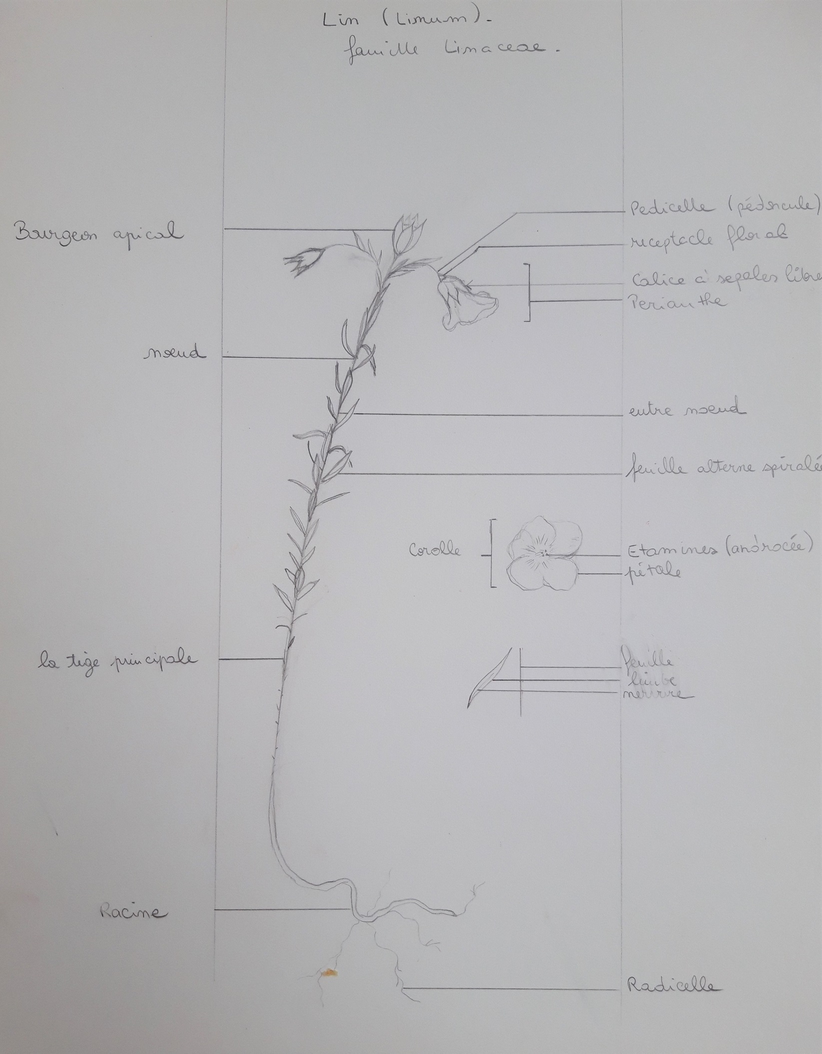 Annexe lin - Linum - Linaceae DESSIN VD PT .jpg