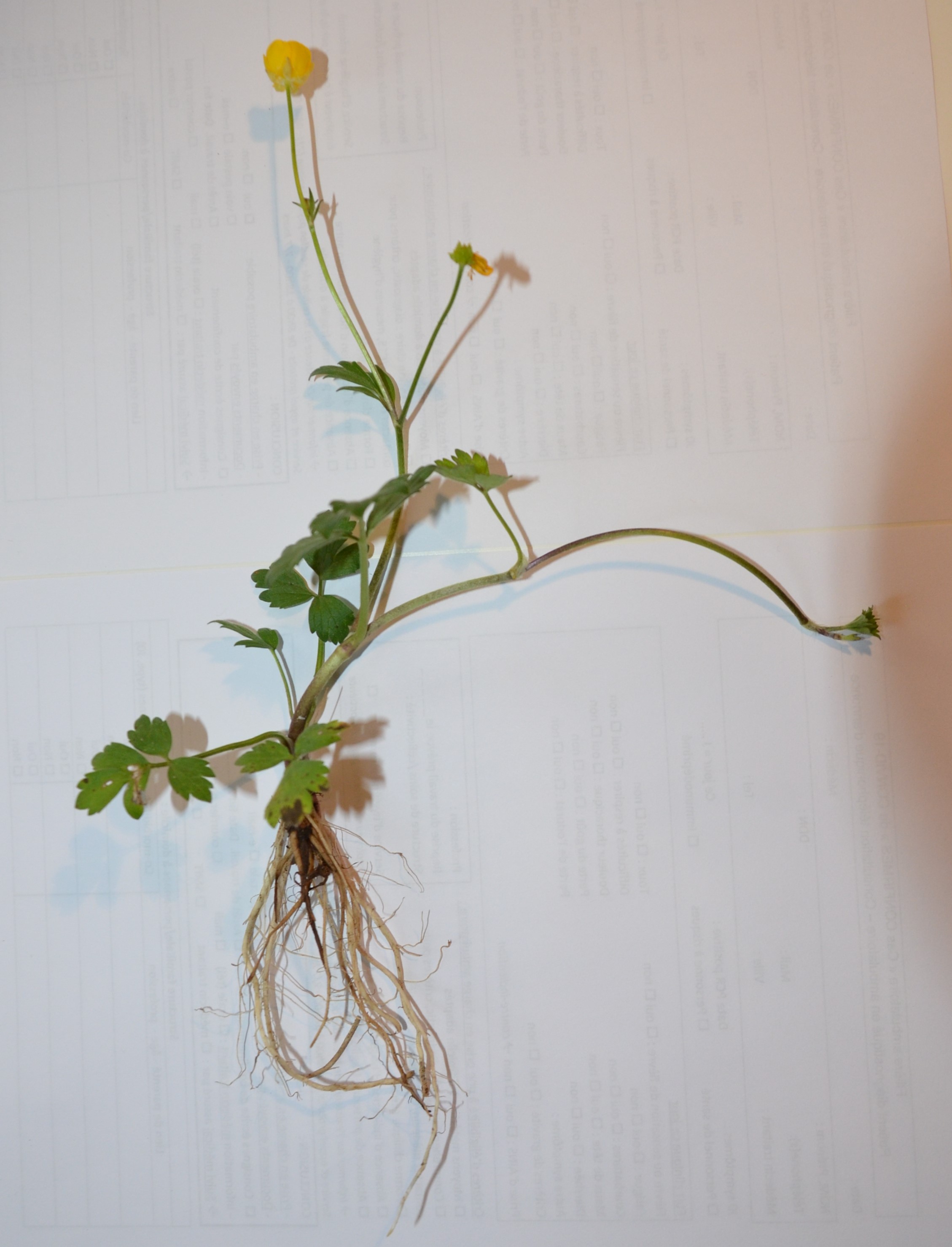 Annexe BAD_9592(2) plante.jpg