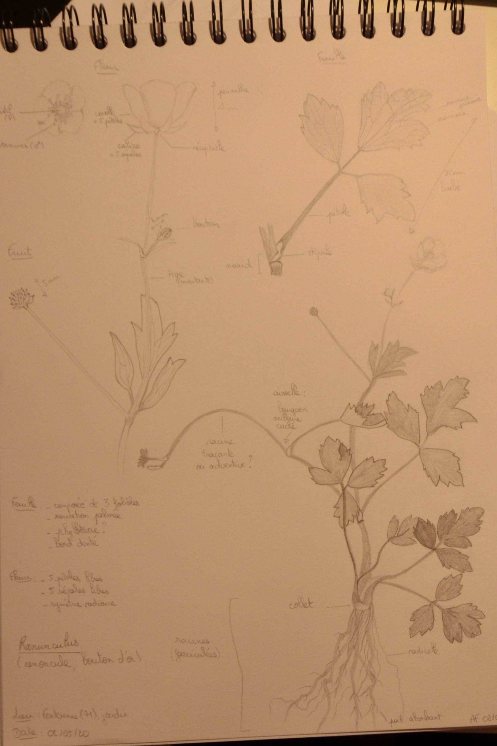 Annexe BAD_9640 (2) croquis.jpg