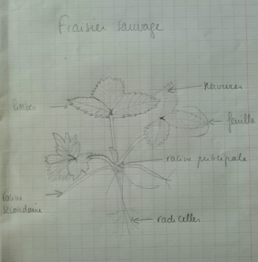 Annexe fraisier sauvage.jpg