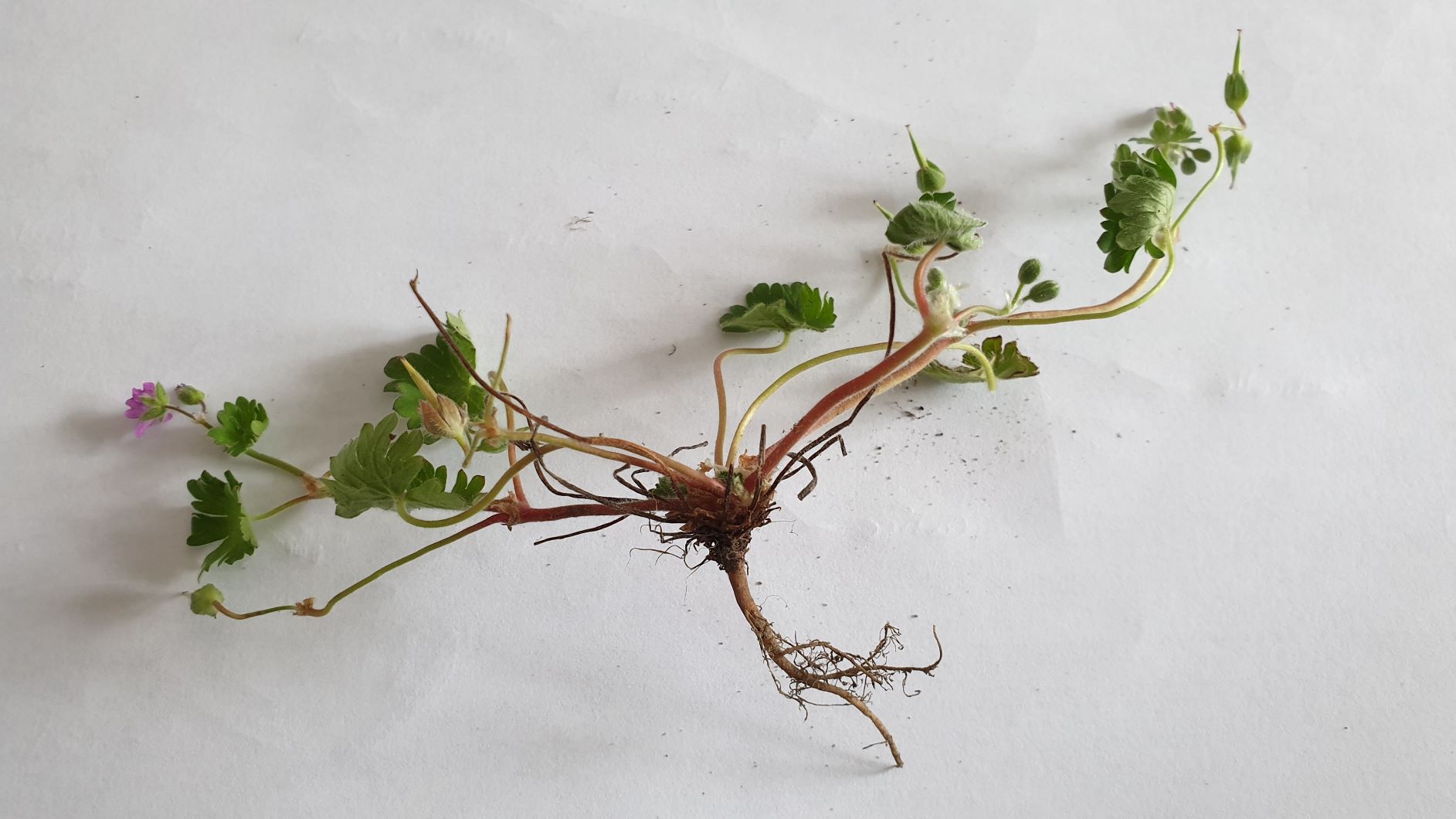 Annexe s20200503_160752.jpg