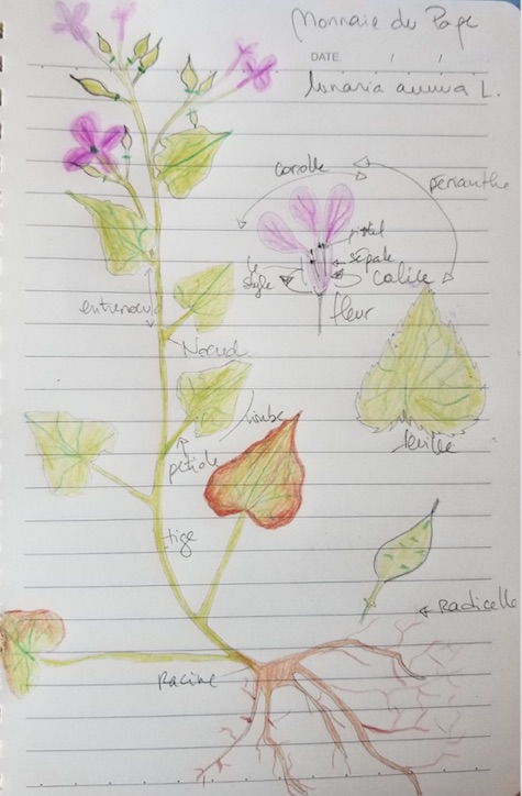 Annexe Monnaie du pape.jpg