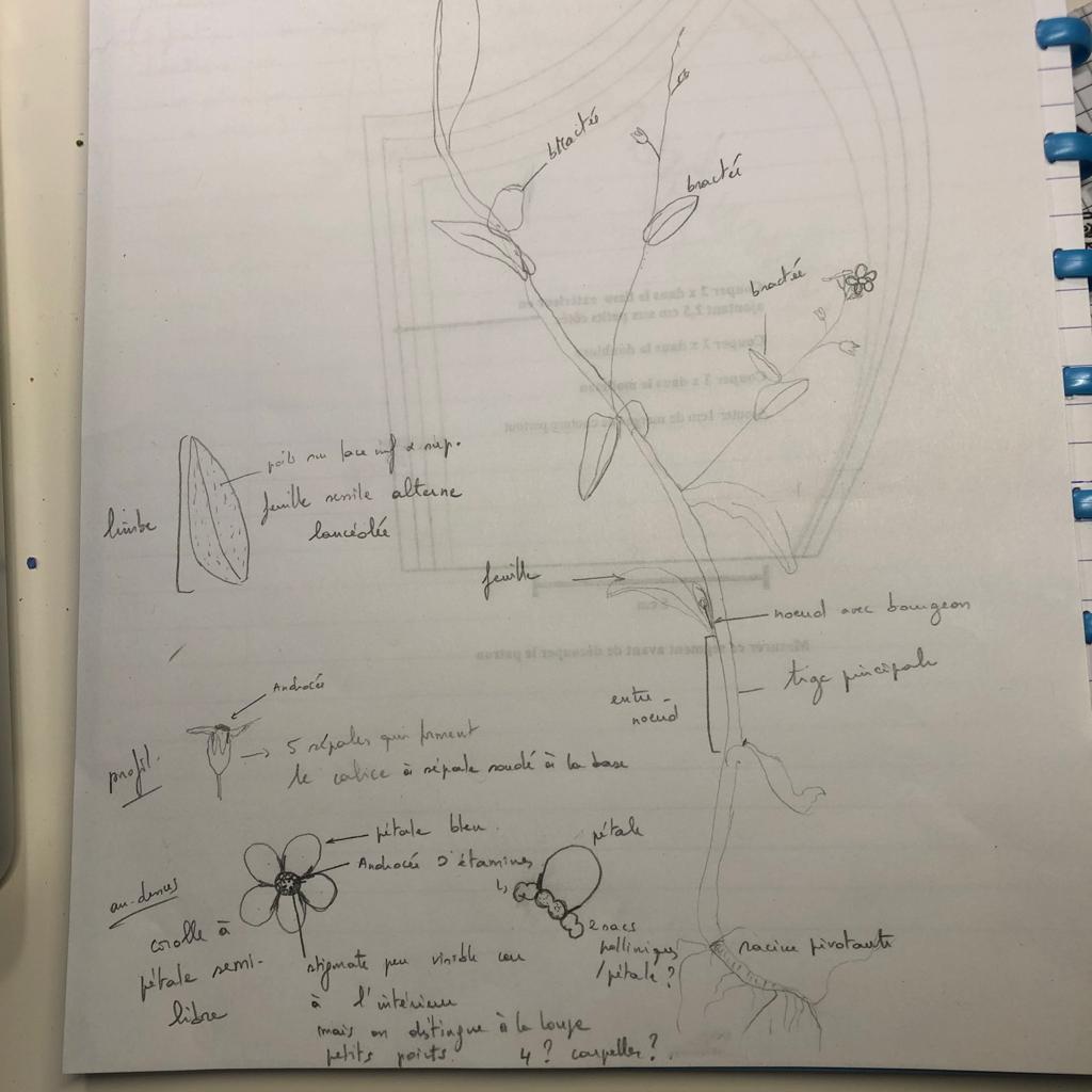 Annexe dessin myosotis.jpeg