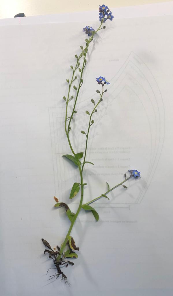 Annexe myosotis photo.jpeg