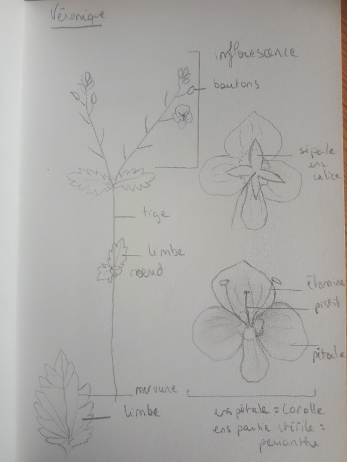 Annexe Véro DESSIN.jpg