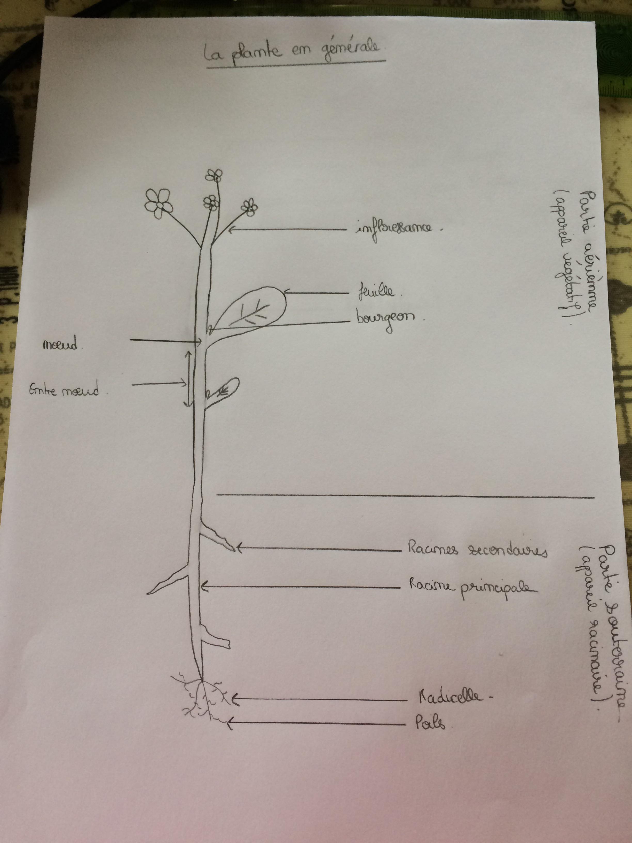 Annexe La plante en général.jpg