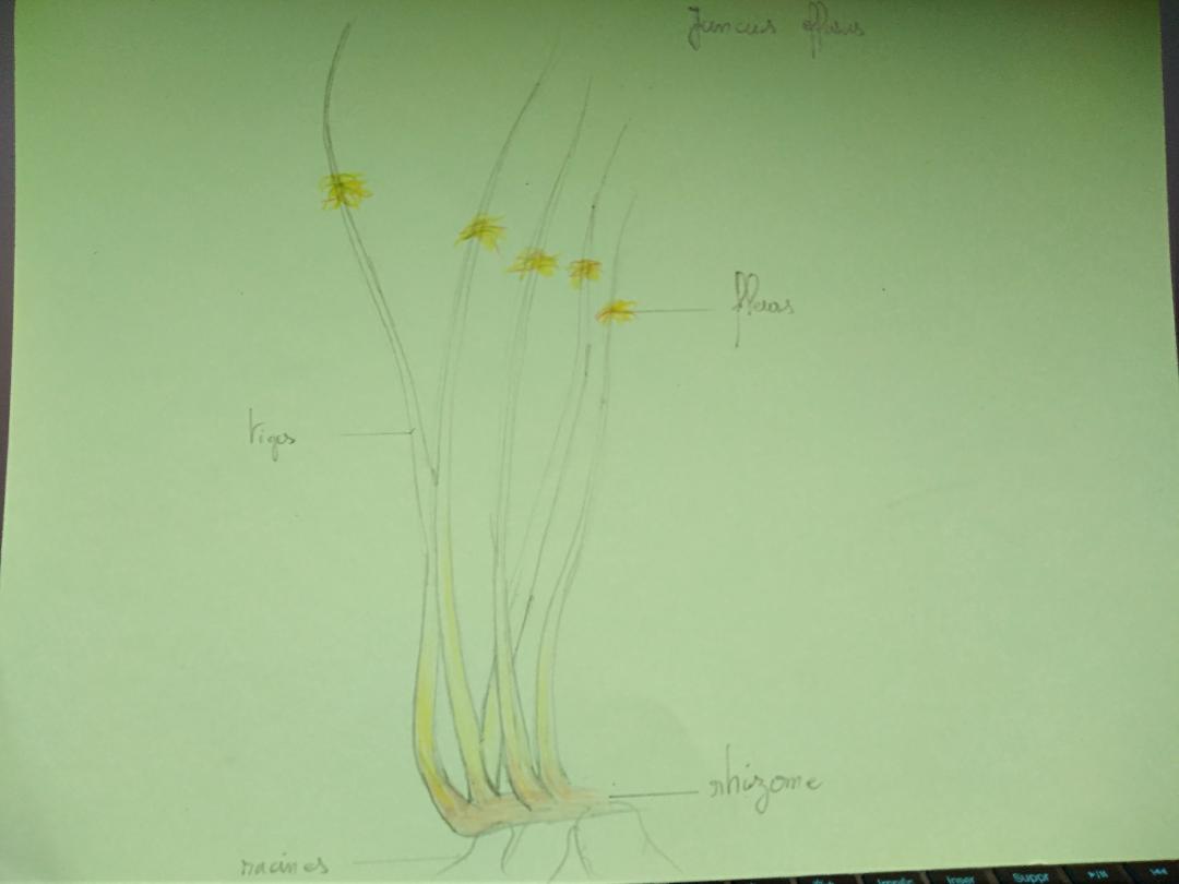 Annexe thumbnail[1].jpg