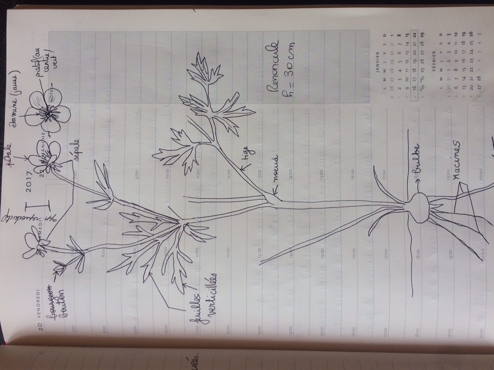 Annexe renoncule.JPG