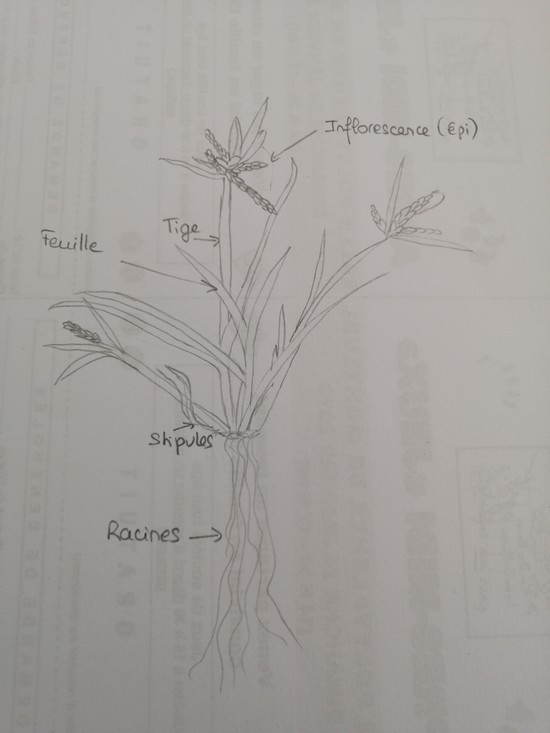 Annexe DessinCyperusFlasvescous.jpg