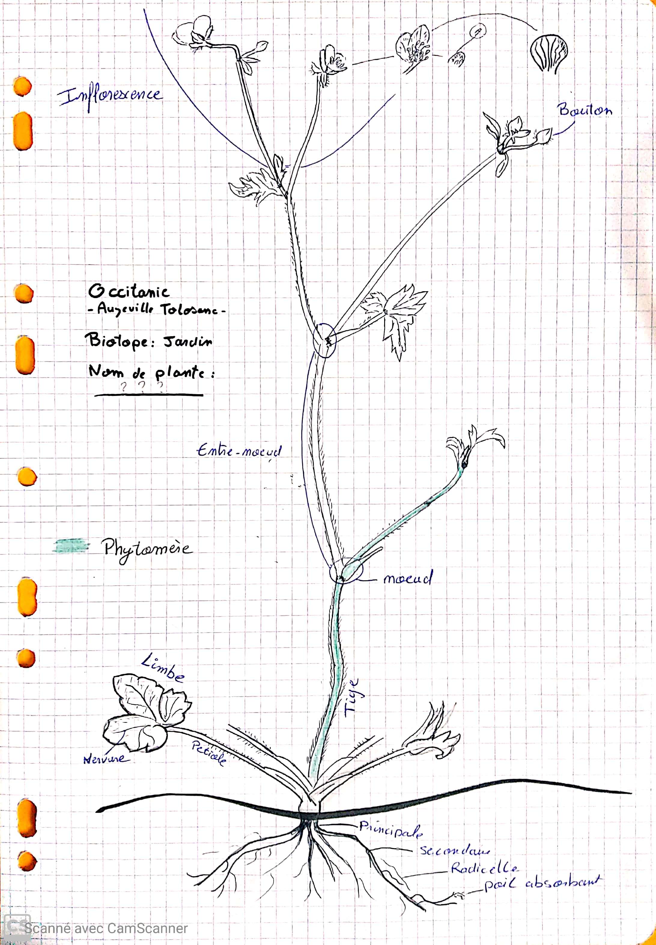 Annexe Tela Botanica_1.jpg