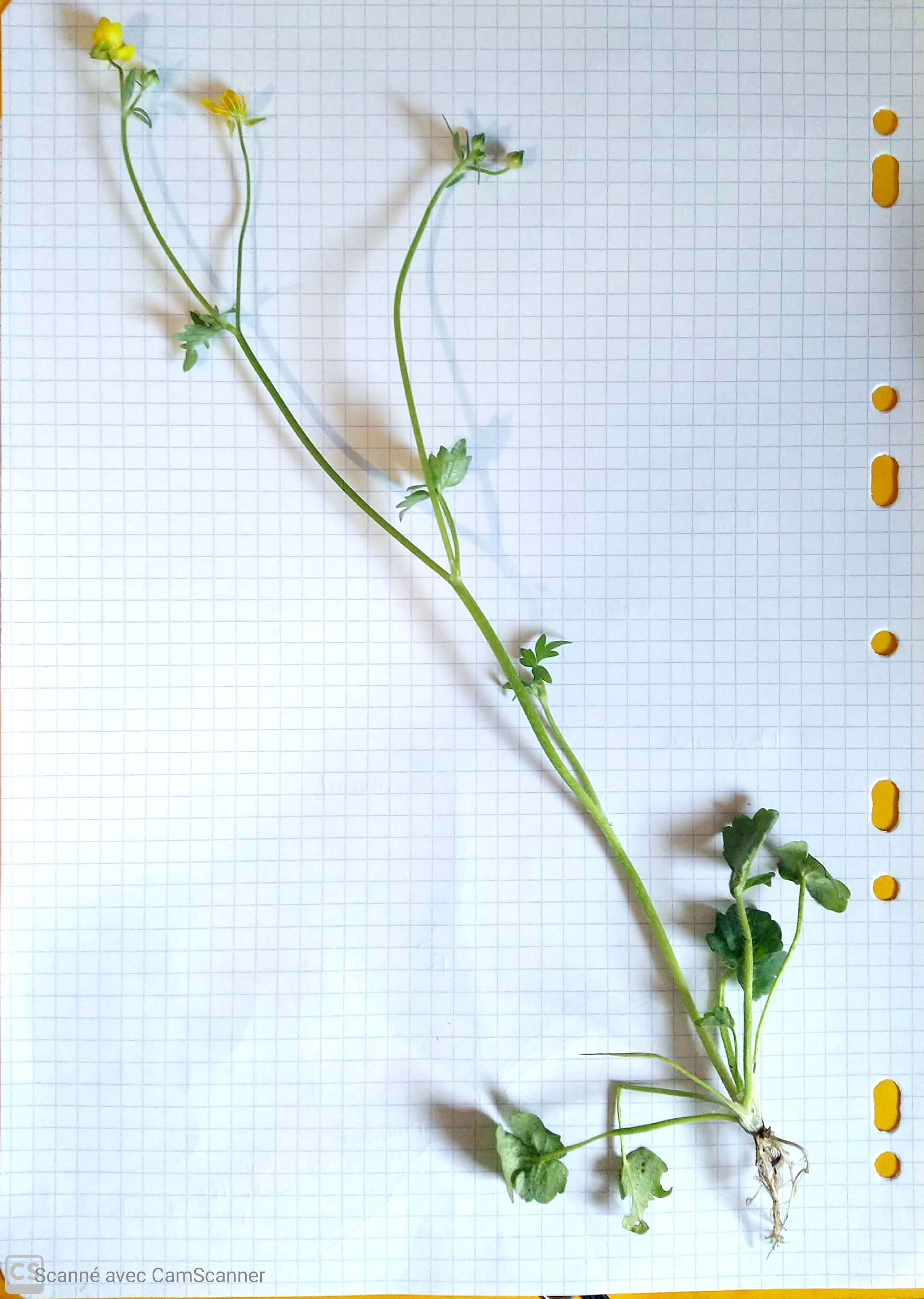 Annexe Tela Botanica_2.jpg